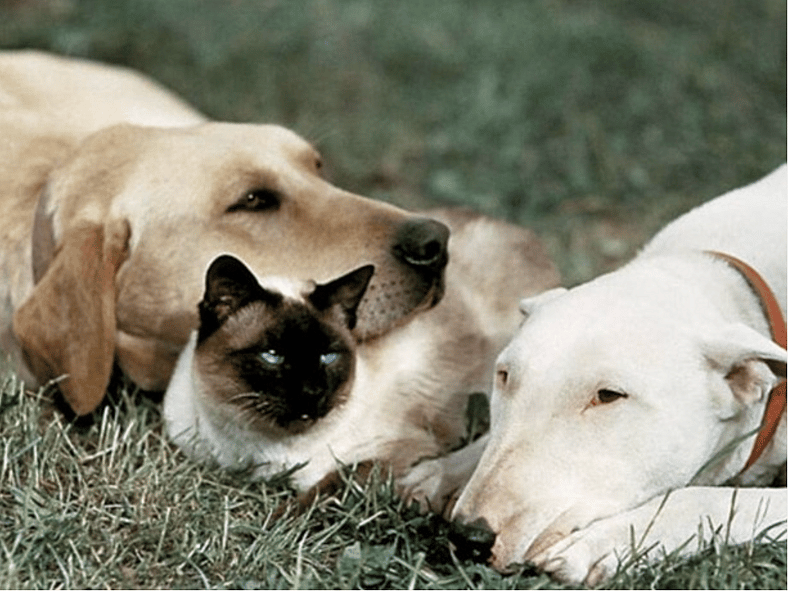 The Iconic Dog from Homeward Bound and Why a Bull Terrier Became a Golden Retriever